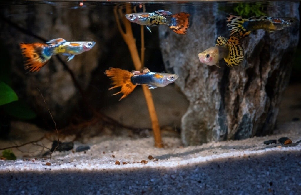 Fancy Guppies