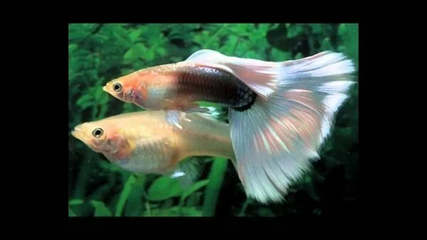 Steps by Steps to Breeding Healthy Guppies