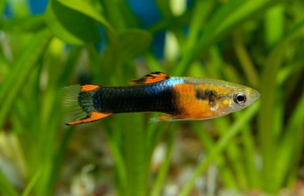 Guppy Fry