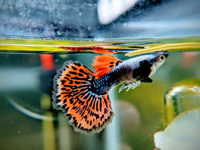 Companions for your Guppies