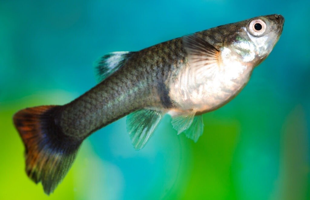 Male and Female Guppies