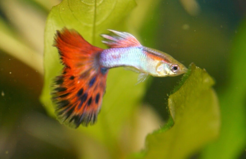 Betta Fish Care