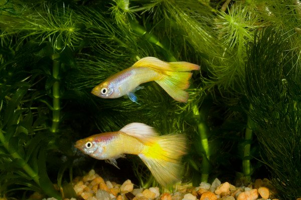 Are Guppies Suitable fish