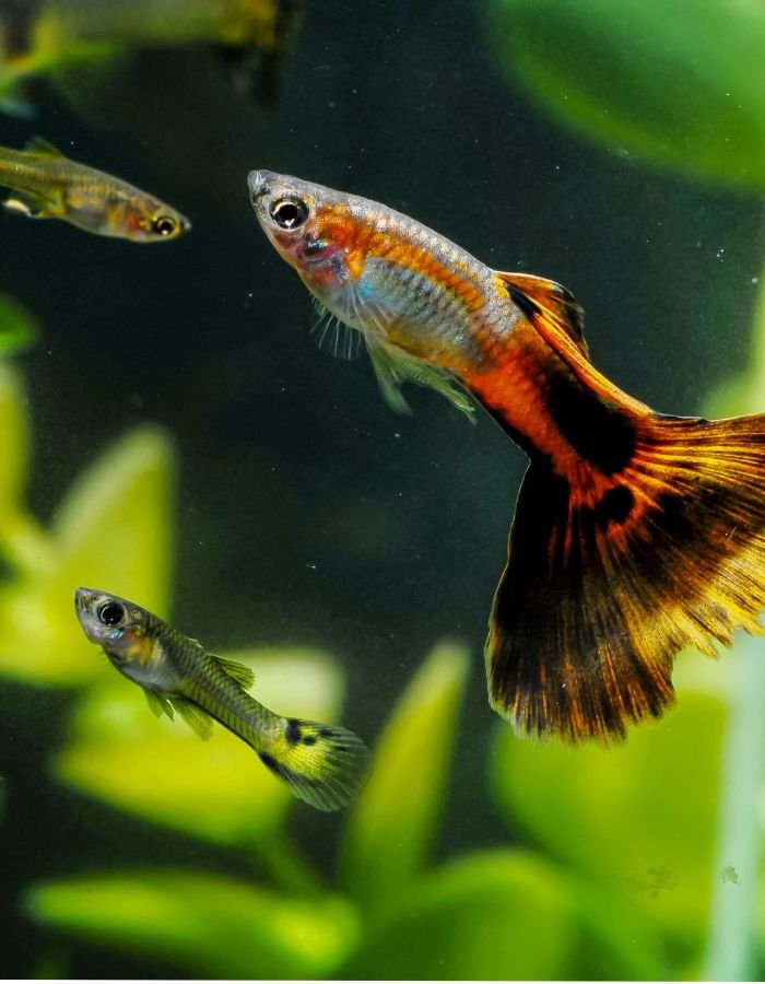 Guppy Breeding