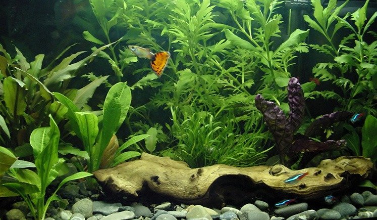 Essential Aquarium Equipment for Guppy Tank