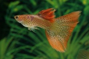 Breeding Healthy Guppies