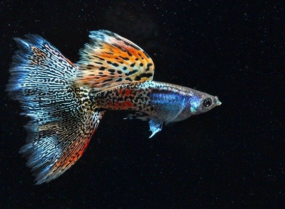 Discover Suitable Condition For Guppies 