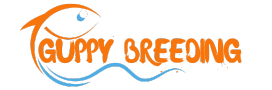 Guppy Breeding