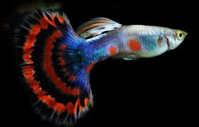 Shake the Winter Blues Raising and Breeding Guppies