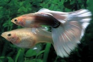 Breed Guppies – Tips You Need to Know