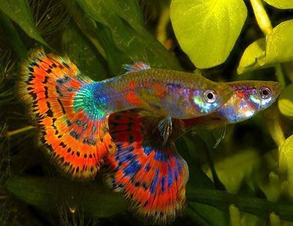 Guppy Love – I Fell in Love With These Delightful Small Fish